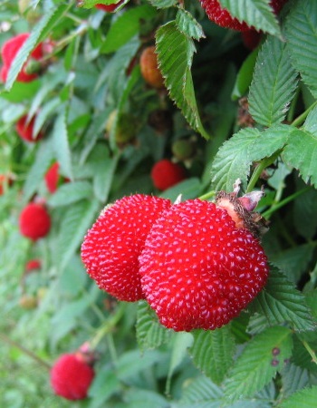 Фото товара продавца: Малина соблазнительная (Rubus illecebrosus) 1 шт