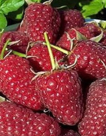 Фото товара продавца: Малина ремонтантная Атлант