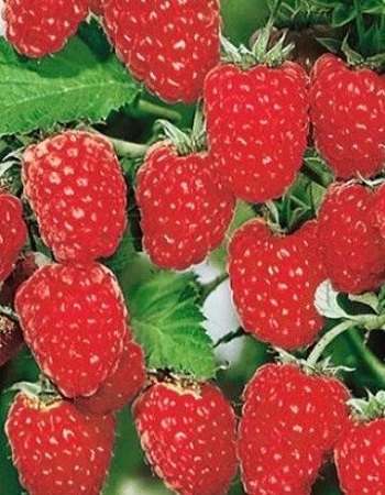 Фото товара продавца: Малина ремонтантная Геракл (Rubus idaeus)