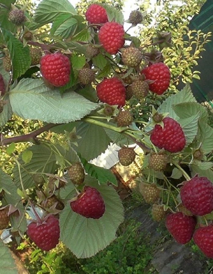 Фото товара продавца: Малина ремонтантная Жозели 1 шт