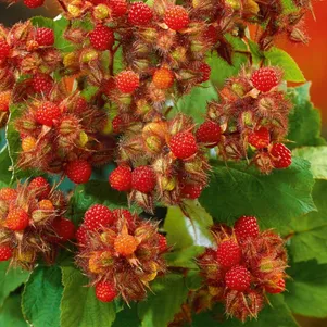 Фото товара продавца: Малина японская