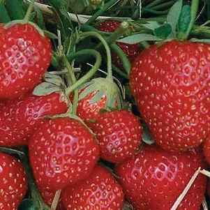 Фото товара продавца: Клубника Зенга Зенгана поздняя урожайная сладко-кислая