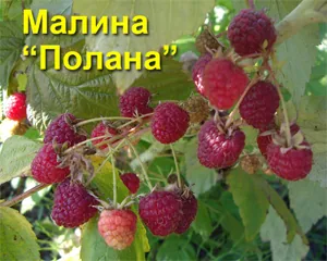 Фото малины сорта «Полана»