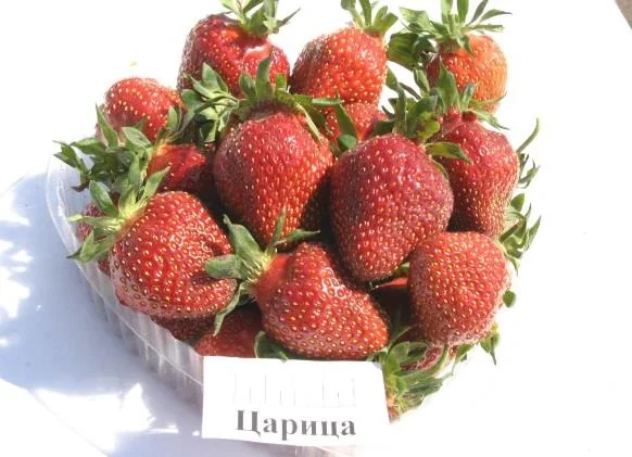 Фото клубники сорта «Царица»